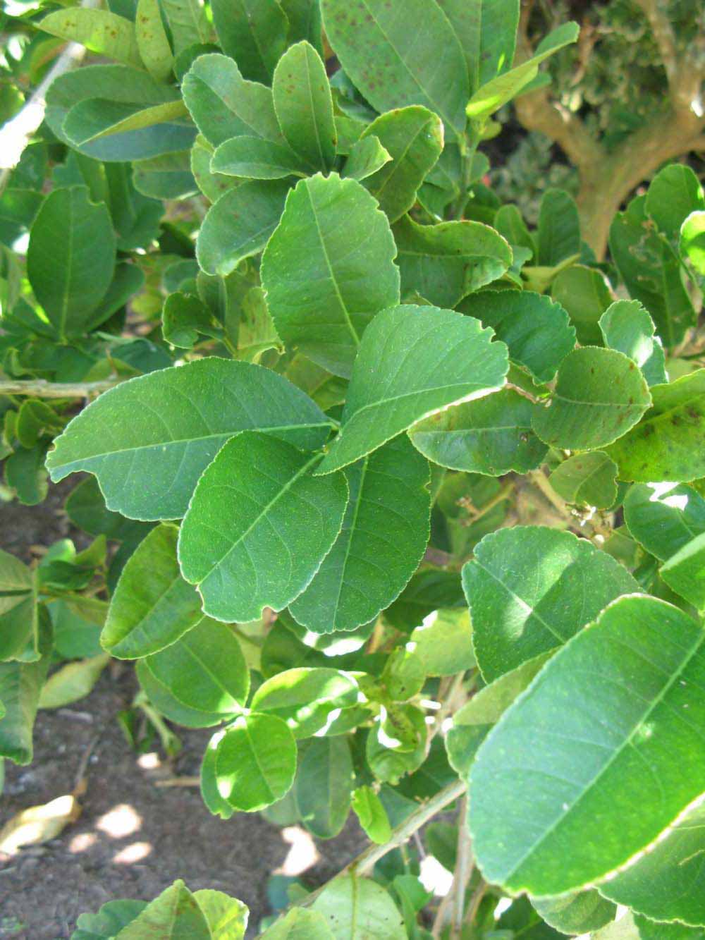   Shade leaves (Winter Haven, FL)       